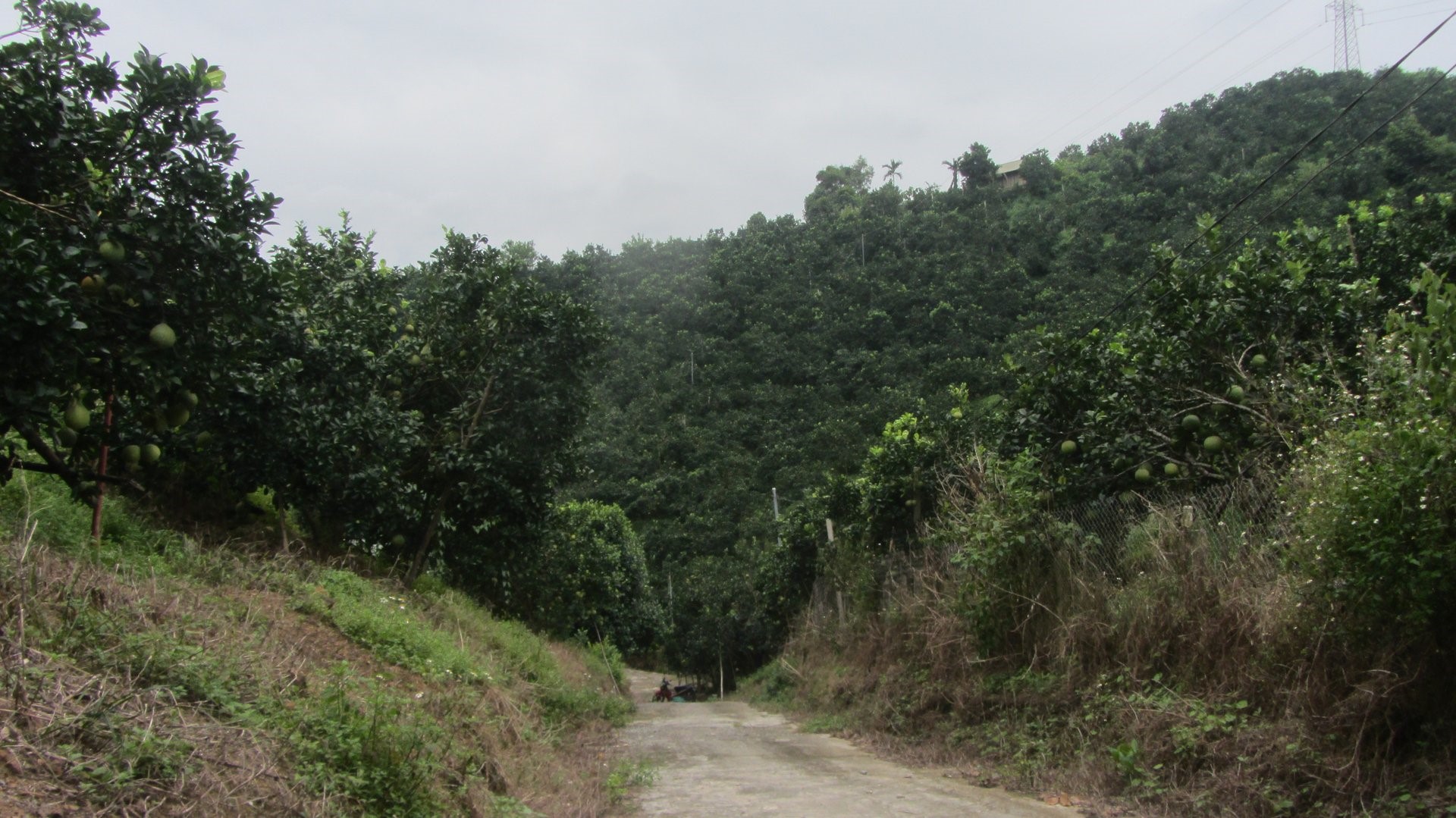 Red grapefruit is grown all over the low hills in the mountainous district of Tan Lac.