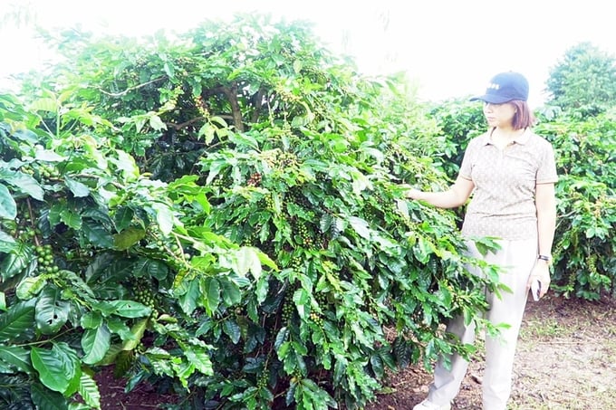 Nhiều vườn cà phê tại Hướng Hóa được chuyển sang canh tác theo hướng hữu cơ. Ảnh: Võ Dũng.