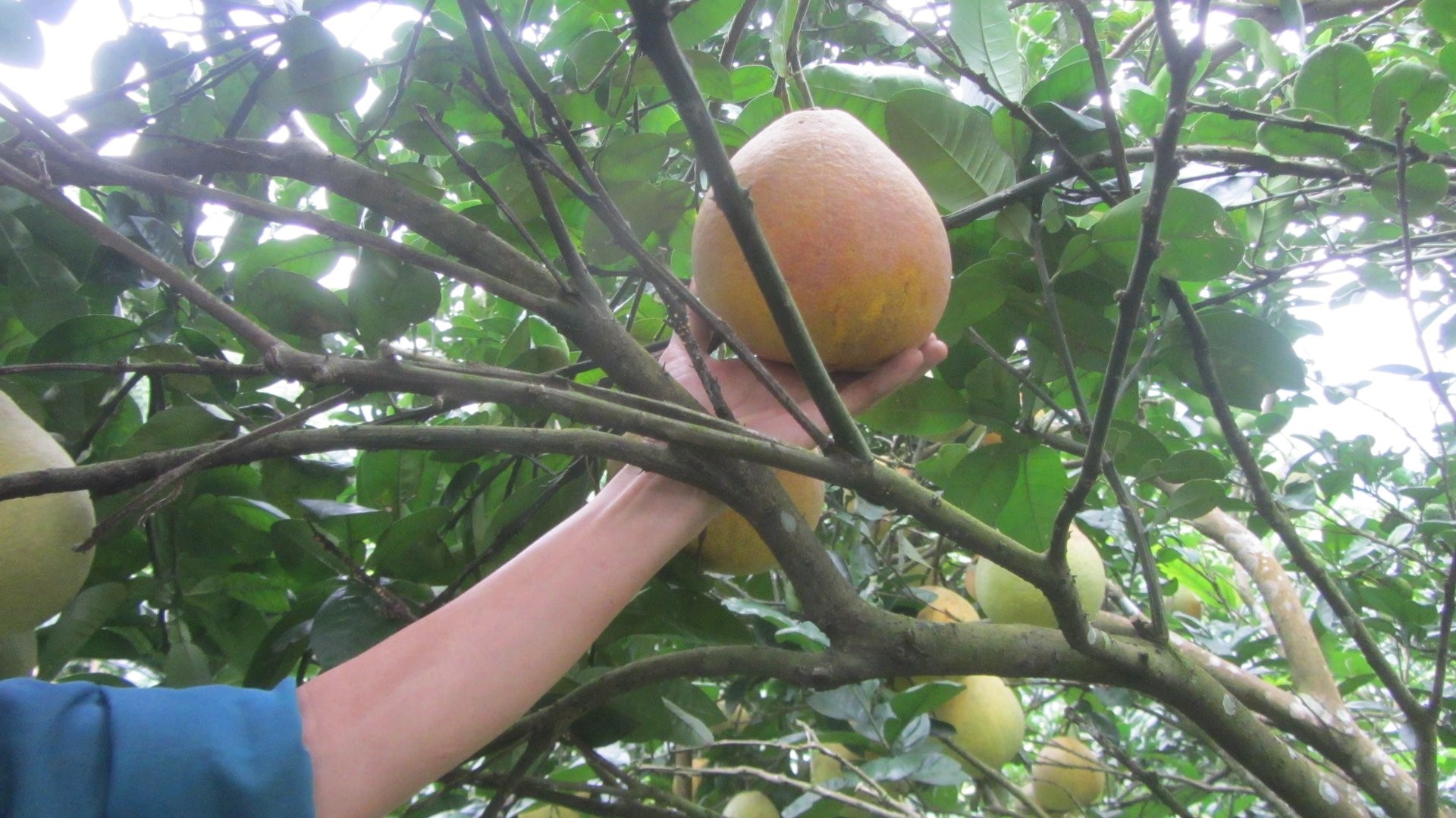 When Tan Lac grapefruit ripens, the skin turns from green to a slight pink and then pink-red at the end of the season.