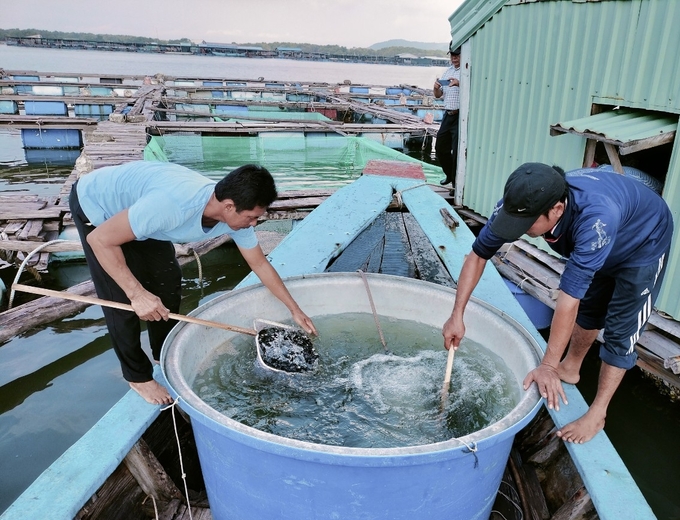 Hộ ông Phạm Văn Dư tiếp nhận cá giống, chuẩn bị thả nuôi lồng bè. Ảnh: Hoàng Trọng.