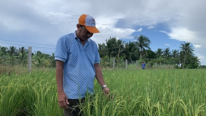 The agriculture sector of the Mekong Delta provinces recommends that farmers regularly visit their fields to promptly detect pests and other objects harmful to rice. Photo: Ho Thao.