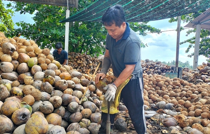 Organic coconuts are purchased at a price 10-15% higher than the price of regular coconuts. Photo: Minh Dam.