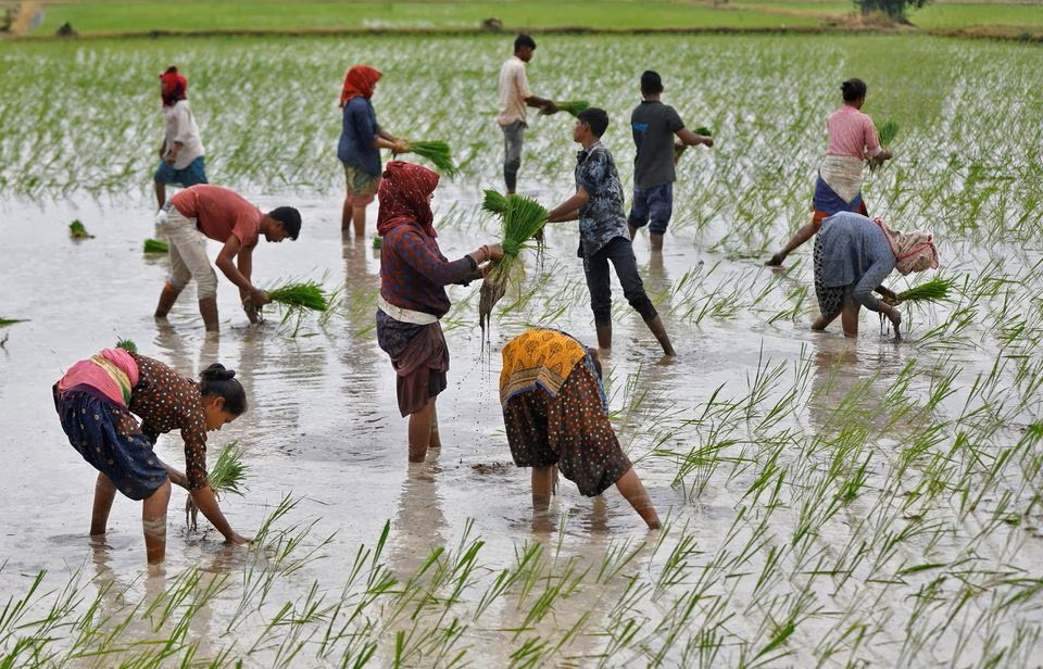 Nông dân trồng lúa ở ngoại ô Ahmedabad, Ấn Độ, hồi tháng 7/2023. Ảnh: Reuters.