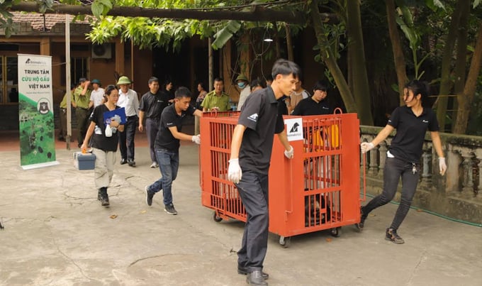 After a health check, the bear was quickly put into a transport cage. Photo: AAF. 