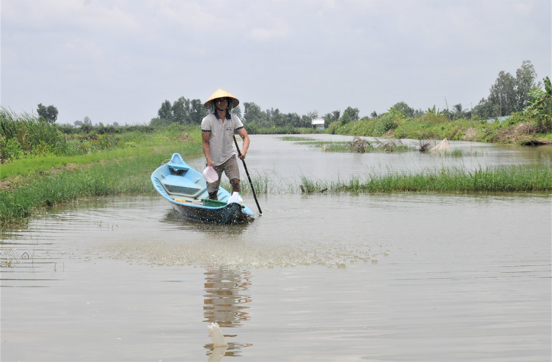 Farmers in An Minh district are actively utilizing rainwater for salinity control in their fields in preparation for the 2023-2024 rice-shrimp crop. Photo: Trung Chanh.