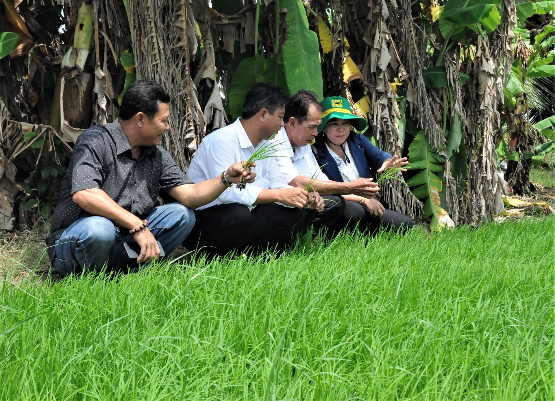 Businesses have contracted 260 hectares of organic rice production area on shrimp-farming land in An Minh district for the 2023-2024 Winter-Spring crop, with the aim of producing premium rice for domestic consumption as well as export. Photo: Trung Chanh.
