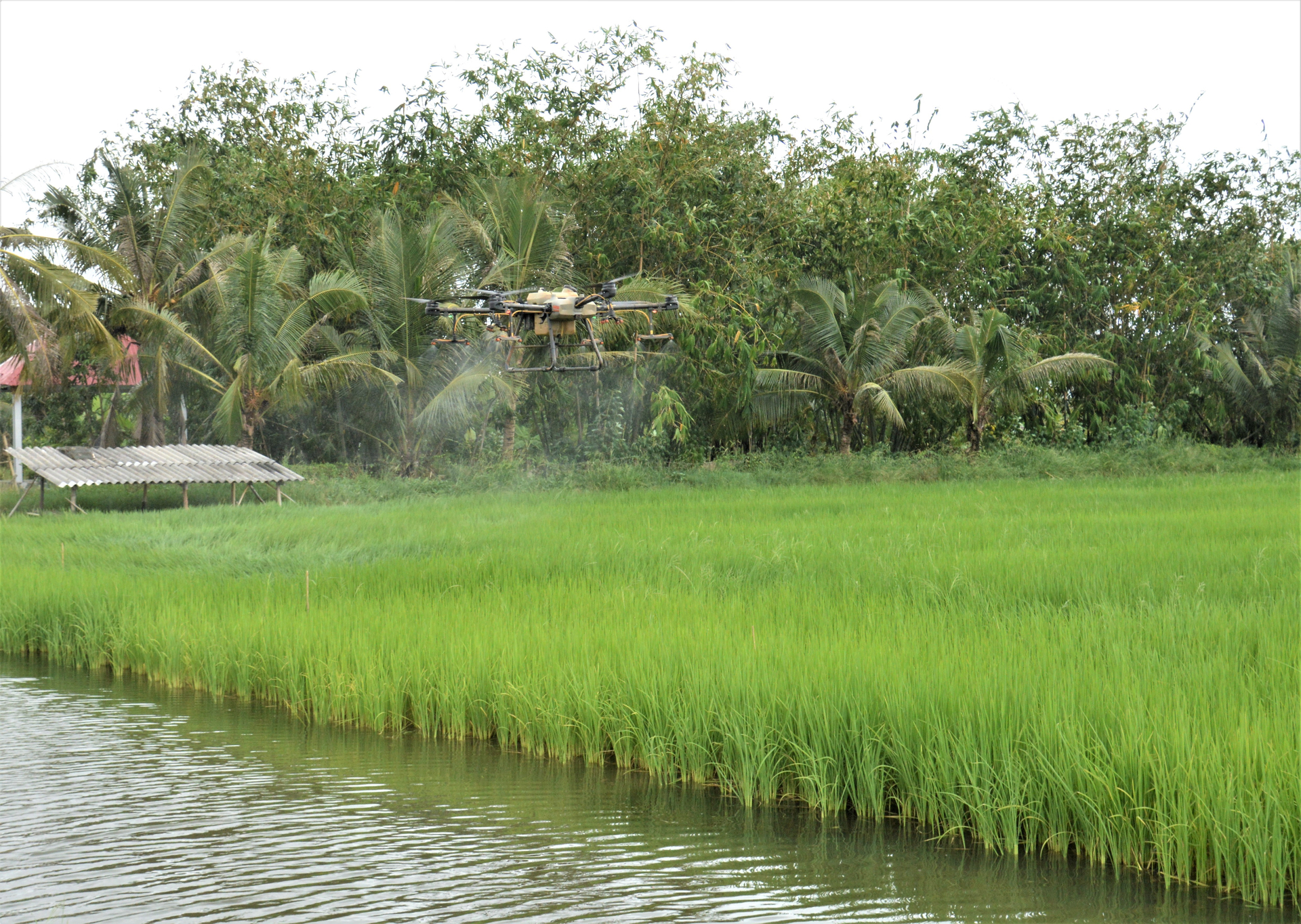 Kien Giang province boasts the largest rice-shrimp production area in the Mekong Delta region, which spans over 102,000 hectares. This vast expanse provides a highly favorable environment for meeting export standards, with a focus on organic rice production. Photo: Trung Chanh.