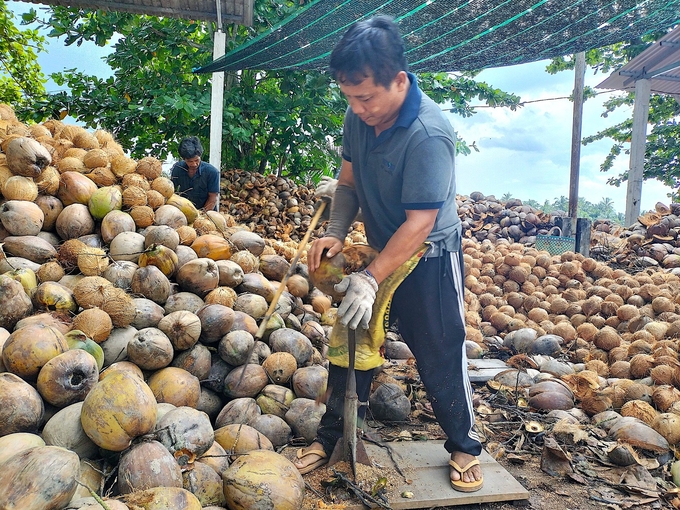 Dừa hữu cơ được thu mua với giá cao hơn giá dừa thường từ 10 - 15%. Ảnh: Minh Đảm.