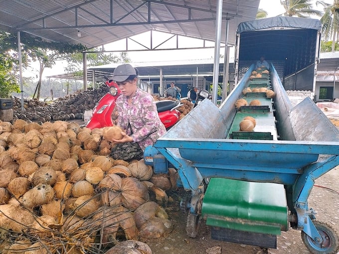 Hàng trăm cơ sở sơ chế dừa được hình thành, tạo nhiều việc làm cho người lao động tại địa phương. Ảnh: Minh Đảm.