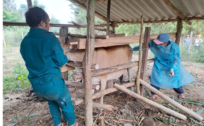 Lực lượng thú y thực hiện tiêm phòng vacxin cho đàn gia súc tại khu vực miền núi Quảng Bình. Ảnh: Tâm Phùng.