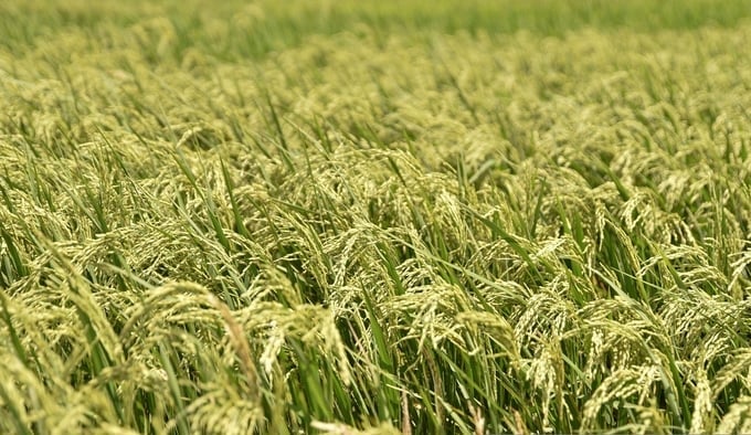 Experimental model at the Cuu Long Delta Rice Research Institute. Photo: Quynh Chi.