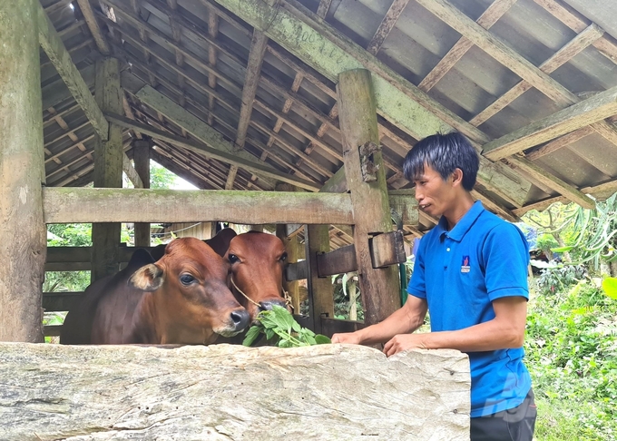 Anh Ngô Văn Tô chăm sóc đàn bò của gia đình mình. Ảnh: Đào Thanh.
