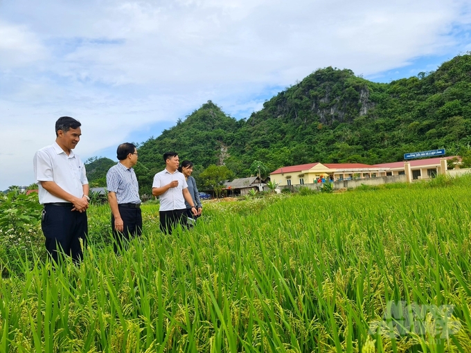 Cán bộ huyện Đồng Hỷ cùng người dân thôn Bản Tèn thăm đồng lúa vụ mùa. Ảnh: Đào Thanh.