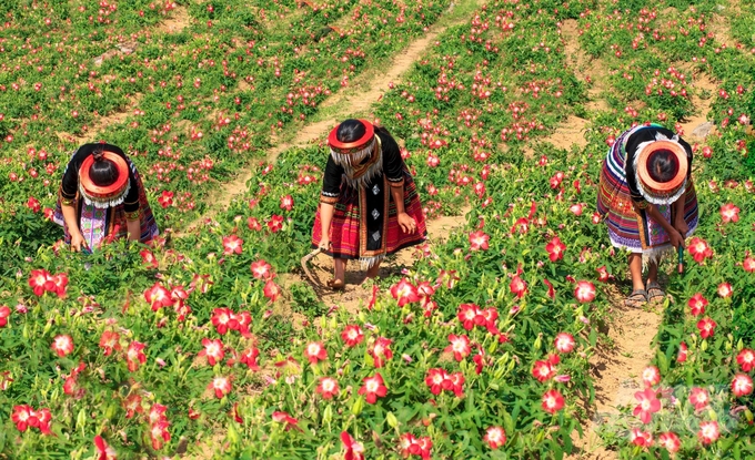 Cánh đồng trồng sâm Bố Chính ở Bản Tèn hứa hẹn giúp người Mông nơi đây thoát nghèo. 