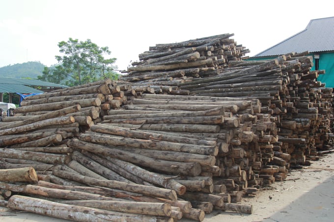 Phát triển rừng gỗ lớn và được cấp chứng chỉ rừng là con đường để ngành gỗ Yên Bái có nguồn nguyên liệu ổn định, bền vững phục vụ cho chế biến, xuất khẩu. Ảnh: Thanh Tiến.