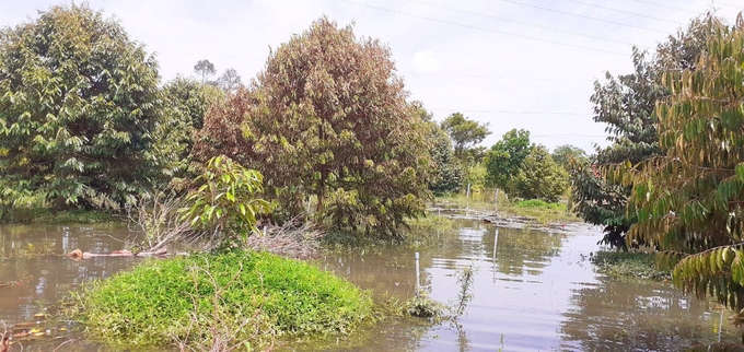 Vườn cây ăn trái ở ĐBSCL bị ngập nước nhiều ngày khiến cây ủ rũ, vàng lá, rụng lá, nặng hơn là chết cây. Ảnh: Lê Minh Quốc. 