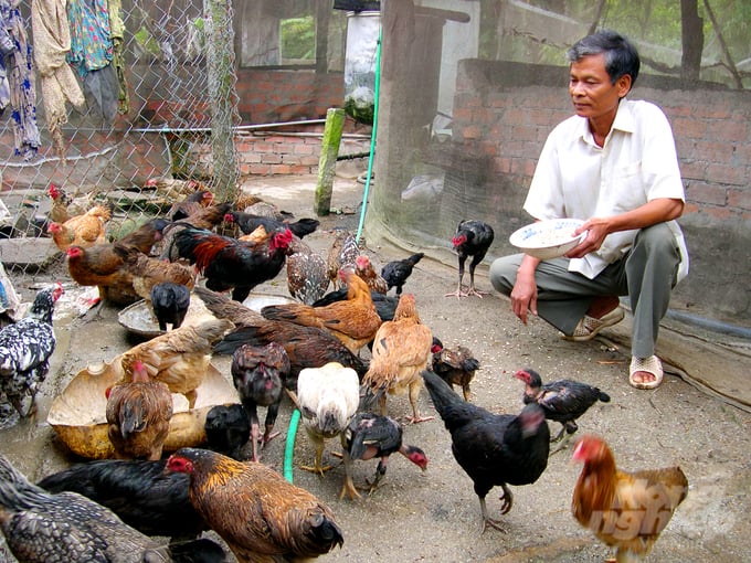 Tăng cường sinh học trong chăn nuôi gia cầm sẽ giúp người nuôi giảm rõ rệt tỷ lệ mắc bệnh, đặc biệt là bệnh tiêu chảy và bệnh hen ở gà, vịt... Ảnh: Lê Hoàng Vũ.