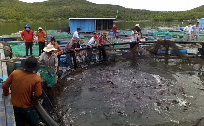 HDPE cages are durable and adaptable to natural disasters. Photo: Kim So.