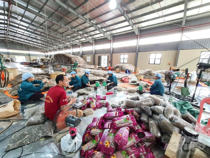 Hoạt động sản xuất đóng gói miến dong tại HTX miến Việt Cường. Ảnh: Đào Thanh.