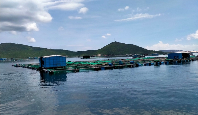 Vùng nuôi tôm hùm bông trên vịnh Vân Phong vắng thương lái thu mua sản phẩm. Ảnh: KS.