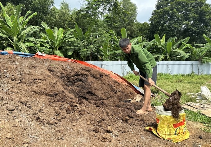 Anh Lộc Văn Tịnh, thành viên HTX Nông nghiệp Tiên Phong chuẩn bị phân gà ủ với men vi sinh để bón cho vườn mướp đắng rừng. Ảnh: Quang Linh.