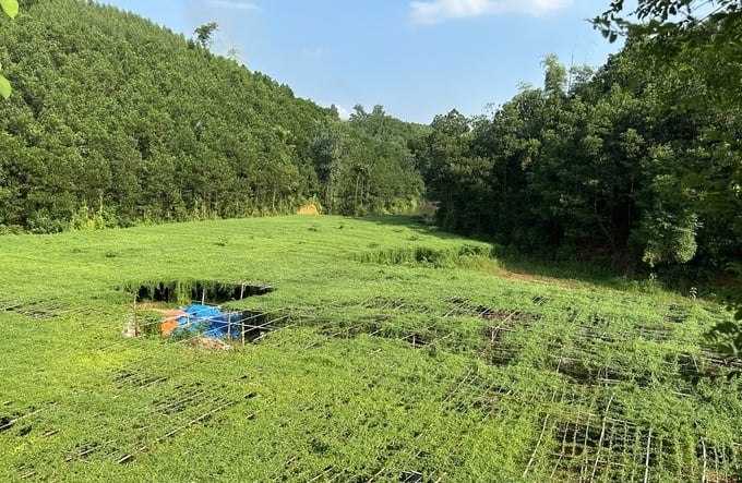 Một góc của cánh đồng mướp đắng rừng rộng 0,7ha của HTX Nông nghiệp Tiên Phong ở xã Yên Trạch (Phú Lương, Thái Nguyên). Ảnh: Quang Linh.