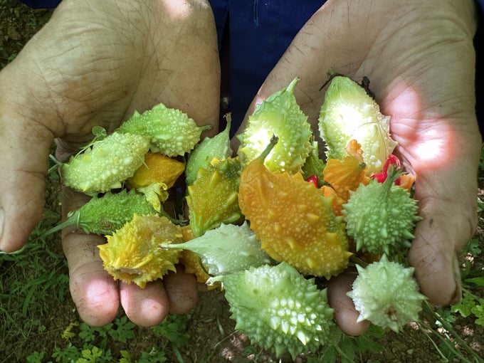 Sau khi thu hoạch, các xã viên sẽ phân loại chất lượng trái để sấy khô hoặc bán tươi. Ảnh: Quang Linh.