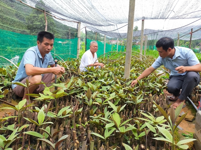 Anh Phạm Văn Tiến (xã Đào Thịnh, huyện Trấn Yên) chăm sóc vườn ươm cây giống khôi nhung. Ảnh: Thanh Tiến.