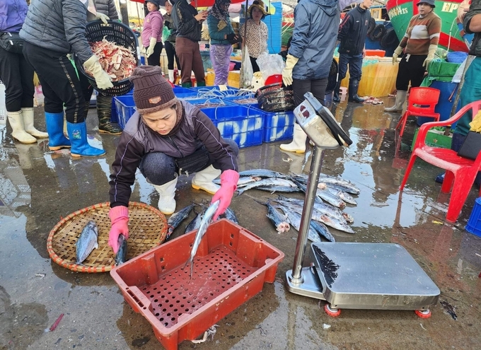 Thương lái thu mua hải sản ở cảng cá Ngọc Hải, quận Đồ Sơn, Hải Phòng. Ảnh: Đinh Mười.