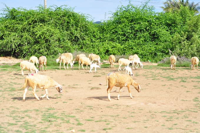 Để phát triển bền vững dê, cừu, Ninh Thuận cần triển khai nhiều giải pháp, trong đó có giải pháp xây dựng chuỗi liên kết. Ảnh: Mai Phương.
