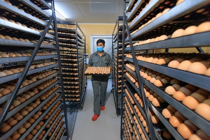 The Vietnamese egg industry offers substantial potential for growth, both within the domestic market and in terms of exports, owing to the remarkable benefits associated with eggs. Photo: Hong Tham.
