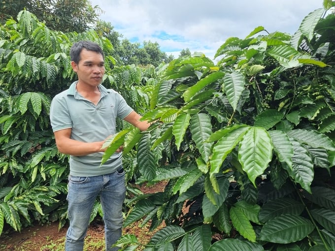Sau khi học hỏi được từ anh Thiên, gia đình anh Bùi Văn Dương (làng Ngó 3, xã Ia Ka, huyện Chư Păh) cũng chăm sóc vườn cà phê theo hướng hữu cơ. Ảnh: Tuấn Anh.