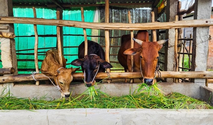 Nông dân huyện Trần Đề, Sóc Trăng chuyển từ chăn nuôi bò truyền thống sang tiêu chuẩn VietGAHP, để gia tăng sản lượng và chất lượng. Ảnh: Kim Anh.