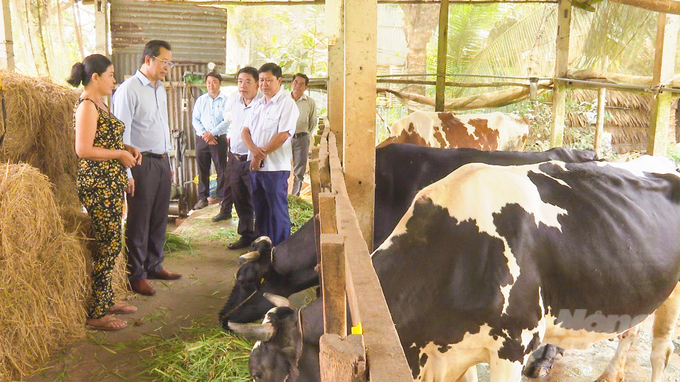 Lãnh đạo tỉnh Sóc Trăng tìm hiểu tình hình chăn nuôi bò trên địa bàn tỉnh. Ảnh: Kim Anh.