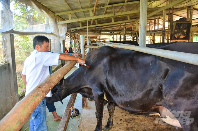Công tác tiêm vacxin phòng bệnh cho đàn bò đặc biệt được ngành nông nghiệp huyện Trần Đề chú trọng. Ảnh: Kim Anh.