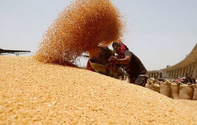 A worker sifts wheat before filling in sacks at the market yard of the Agriculture Product Marketing Committee (APMC) on the outskirts of Ahmedabad, India, May 16, 2022. REUTERS/Amit Dave/File photo Acquire Licensing Rights