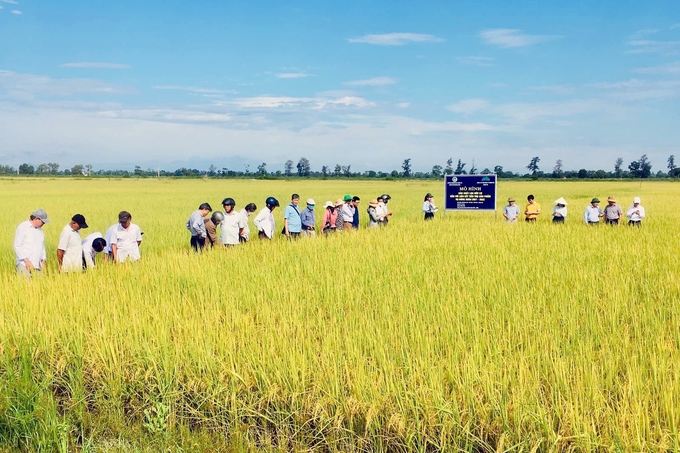 The fields that helped establish the Quang Tri organic rice brand. Photo: Vo Dung.
