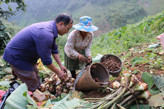 Khoai sọ đem lại thu nhập cao hơn 4 lần so với trồng lúa và ngô nương. Ảnh: Thanh Tiến.