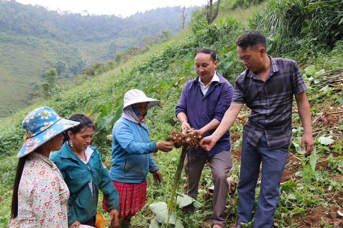 Ngành nông nghiệp huyện Trạm Tấu sẽ tiếp tục bám sát cơ sở, hướng dẫn bà con kỹ thuật trồng khoai sọ để nâng cao năng suất, chất lượng sản phẩm. Ảnh: Thanh Tiến.