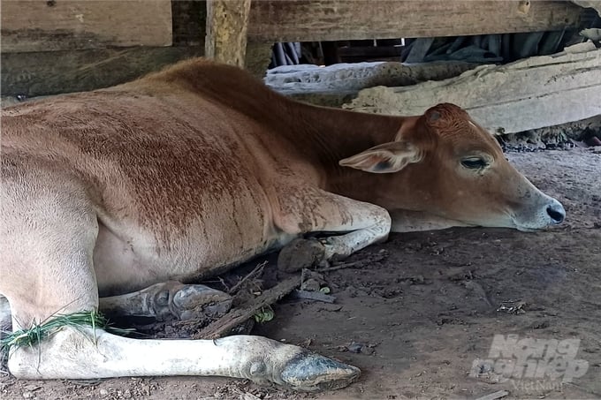 Khi Phòng NN-PTNT và Trạm Chăn nuôi và Thú y huyện Hướng Hóa vào thôn Cuôi, 13 con trâu, bò đã chết, 1 con có triệu chứng của bệnh ung khí thán. Ảnh: VD.