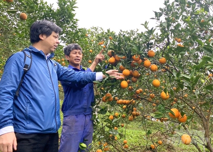 Ông Đỗ Ngọc Hà, xóm Lãi, xã Tây Phong (bên phải) cho biết, cam canh tác theo hướng hữu cơ luôn có giá bán cao hơn 10 - 15% so với mặt bằng chung. Ảnh: Trung Quân.