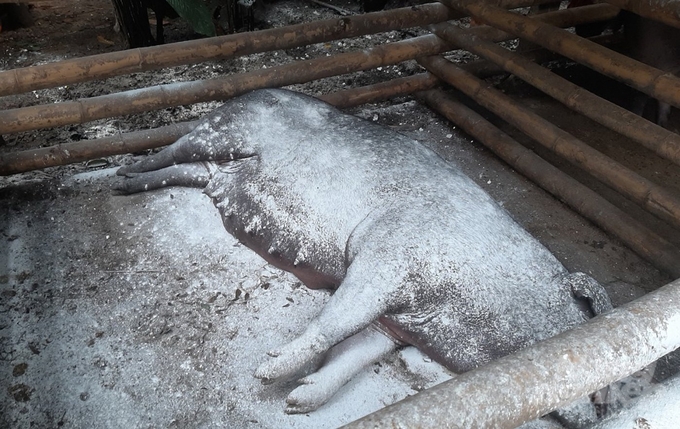 Lợn chết tại huyện Con Cuông thiệt hại nặng nề do dịch tả lợn Châu Phi. Ảnh: Việt Khánh. 