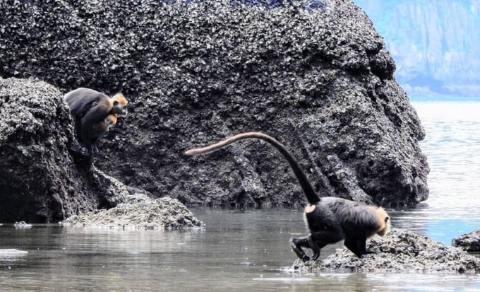 The ecosystem in Cat Ba Island is being strictly preserved. Photo: Dinh Muoi.