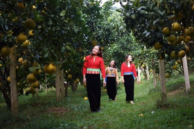 One of the grapefruit garden models associated with a model residential and eco-tourism area in Tan Lac district.