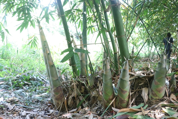 After 20 years of development, Bat Do bamboo has become a major crop, bringing high and sustainable economic efficiency to Tran Yen district (Yen Bai province). Photo: Thanh Tien.