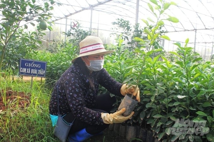 Before leaving the garden, S2 orange seedlings are analyzed and tested for two dangerous diseases, namely greening and Tristera, and root-damaging fungi and nematodes. Photo: Trung Quan.