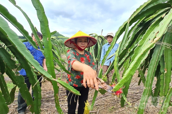 Chuyển đổi cơ cấu cây trồng vật nuôi đang giúp người nông dân ở các địa phương của huyện Đồng Hỷ có thu nhập ổn định. Ảnh: Đào Thanh.