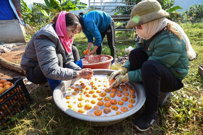 The process of washing oranges seems simple but requires many hours of soaking hands in water containing chemicals. Photo: Tung Dinh.