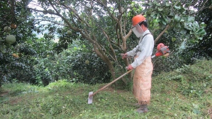 Grapefruit gardens all use lawn mowers instead of chemical herbicides.