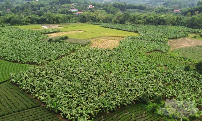 Vùng chuyên canh chuối rộng lớn ở xã Khe Mo, huyện Đồng Hỷ. Ảnh: Quang Linh.